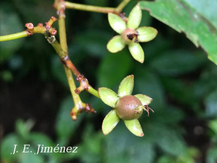 Vismia billbergiana (Achiotillo)
