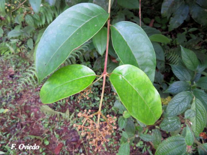 Vismia billbergiana (Achiotillo)