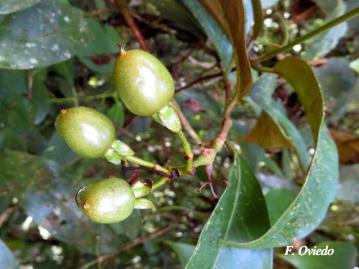 Vismia billbergiana (Achiotillo)