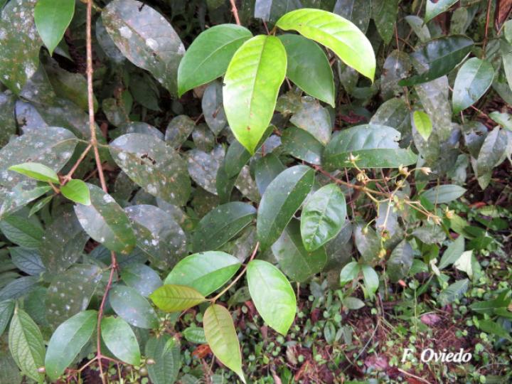 Vismia billbergiana (Achiotillo)