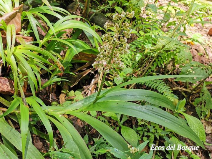 Xiphidium caeruleum (Cola de gallo, Espadaña)