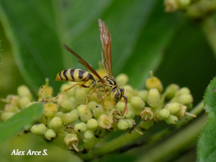 Agelaia areata