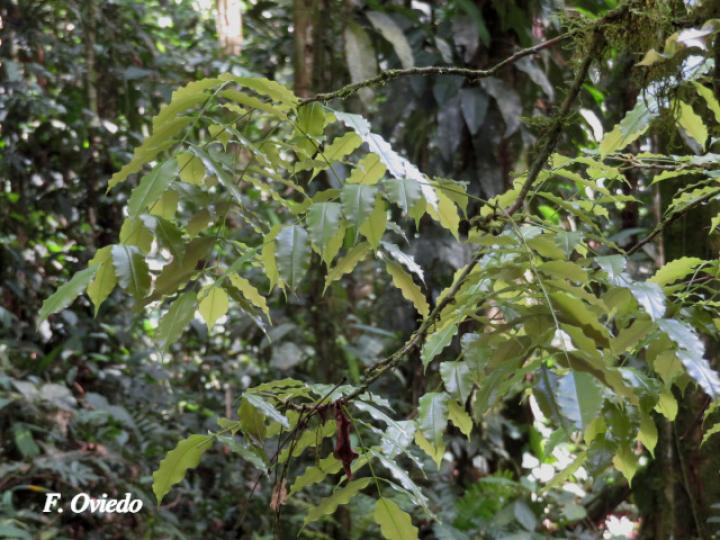 Andira inermis (Almendro de río, Arenillo)