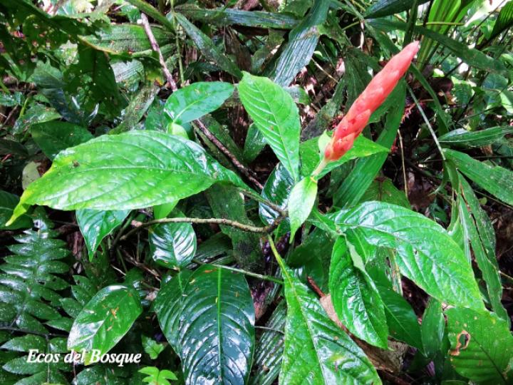 Aphelandra storki