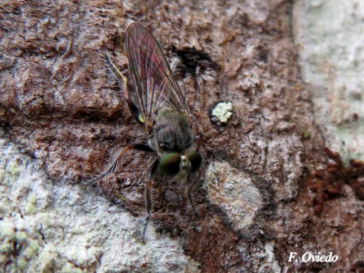 Atomosia macquarti (Mosca ladrona)