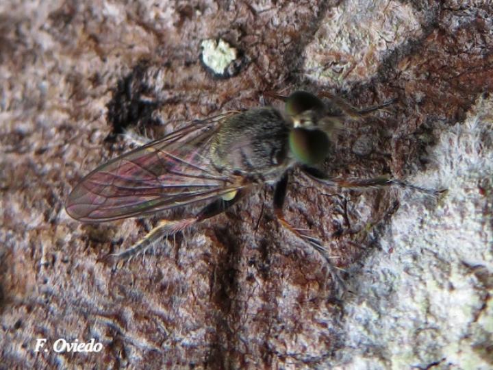 Atomosia macquarti (Mosca ladrona)
