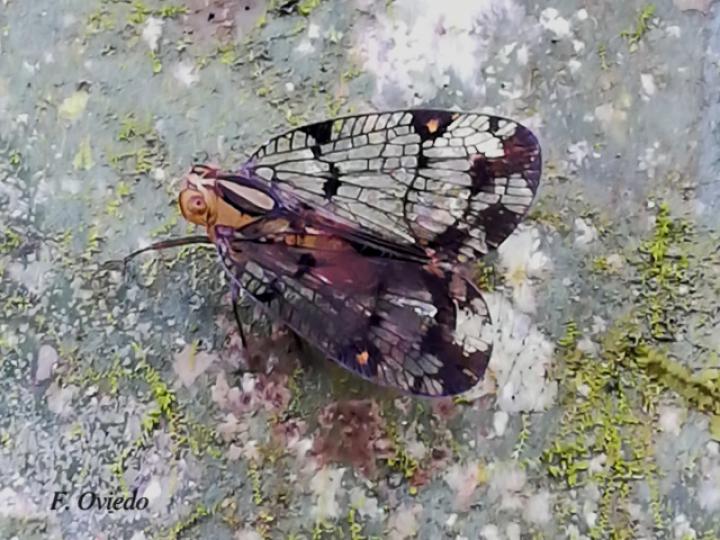 Biolleyana costalis