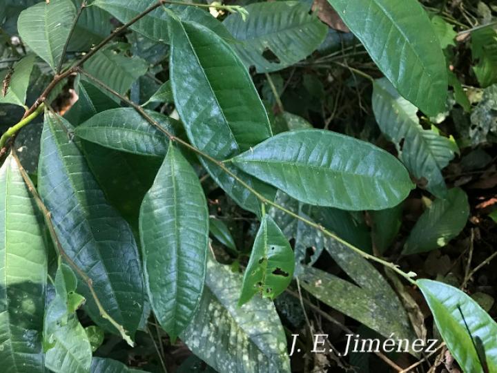 Brosimum guianense (Azulillo, Granadillo)