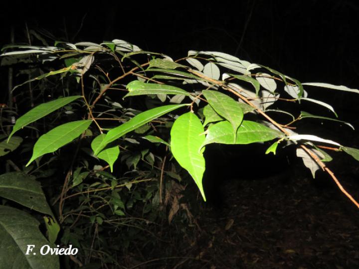 Brosimum guianense (Azulillo, Granadillo)