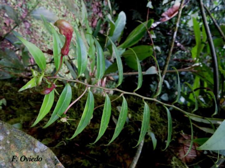 Burmeistera microphylla