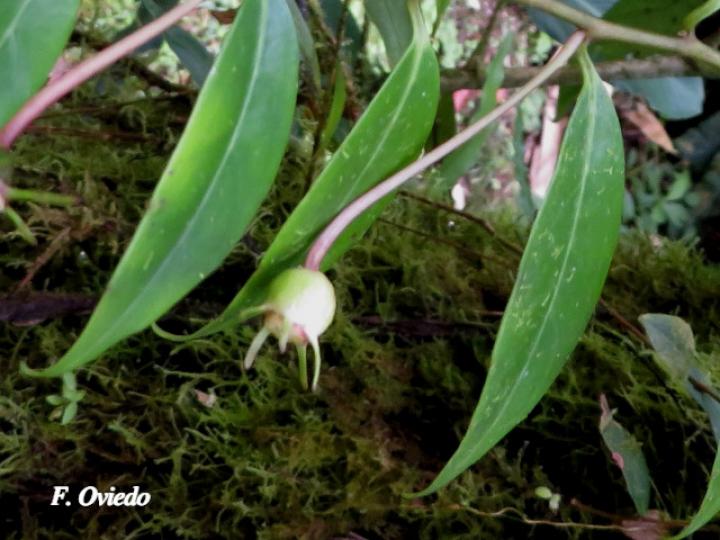 Burmeistera microphylla