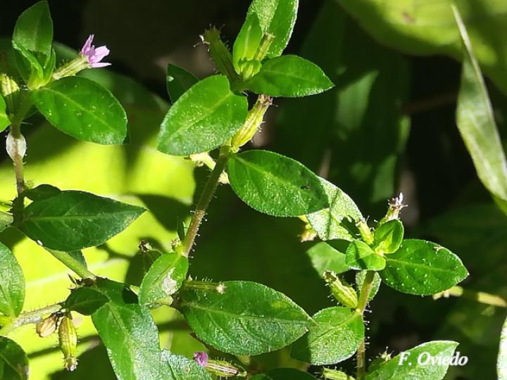 Cuphea carthagenensis