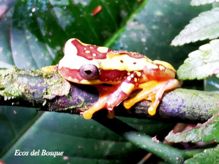 Dendropsophus ebraccatus (Rana arbórea amarillenta)