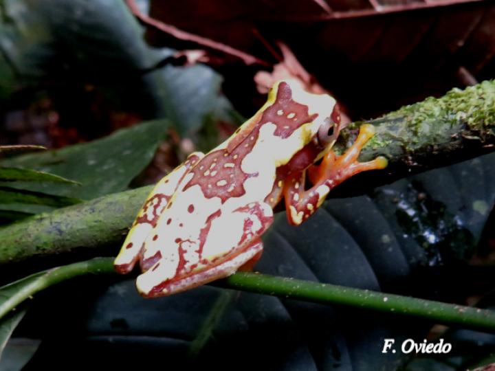 Dendropsophus ebraccatus (Rana arbórea amarillenta)