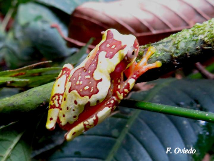 Dendropsophus ebraccatus (Rana arbórea amarillenta)