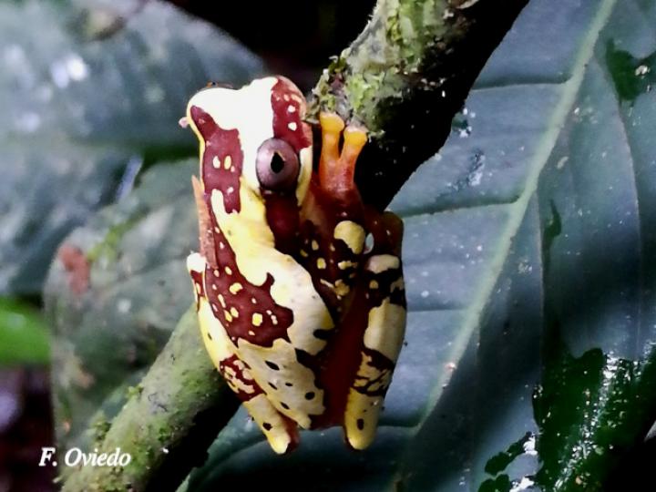 Dendropsophus ebraccatus (Rana arbórea amarillenta)