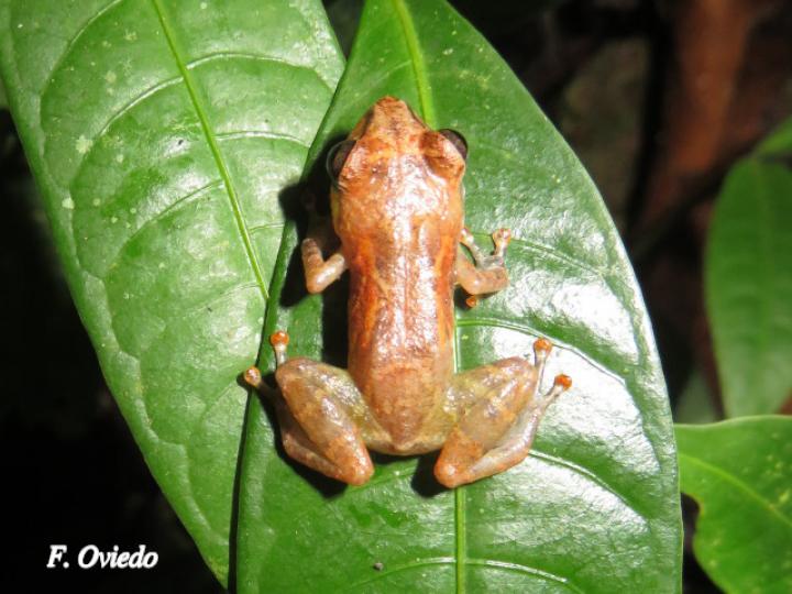 Diasporus diastema (Rana de campanilla común)