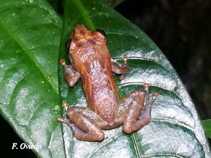 Diasporus diastema (Rana de campanilla común)