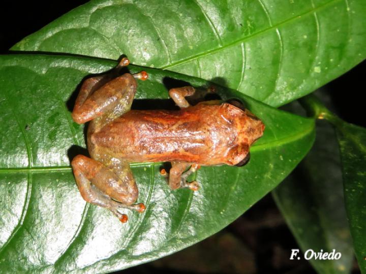 Diasporus diastema (Rana de campanilla común)