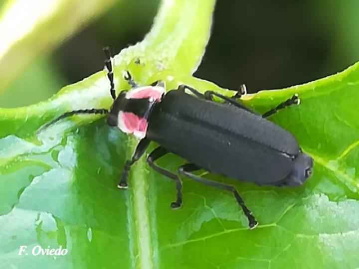 Discodon plicatum
