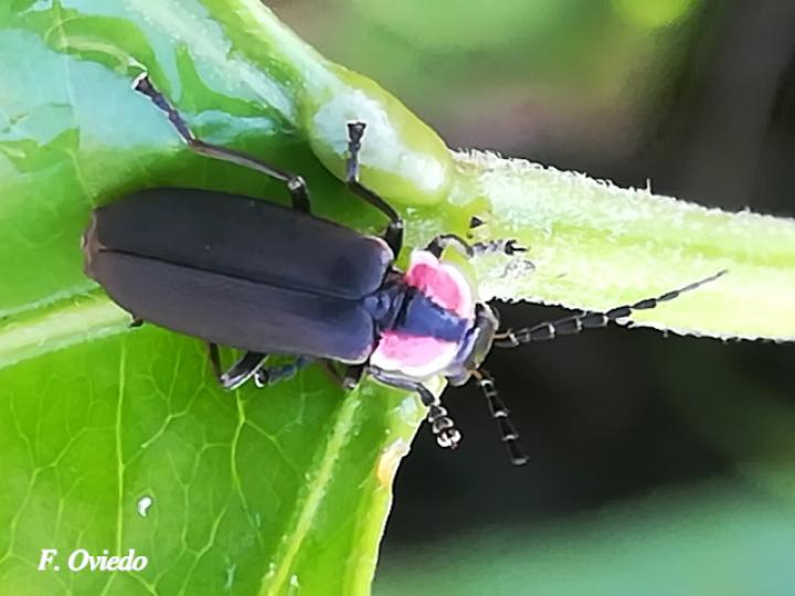 Discodon plicatum