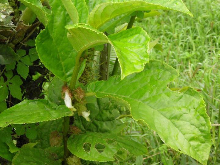 Drymonia macrophylla