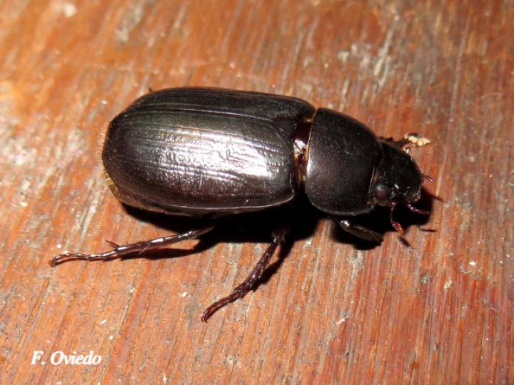 Dyscinetus dubius (Escarabajo de espalda dura)