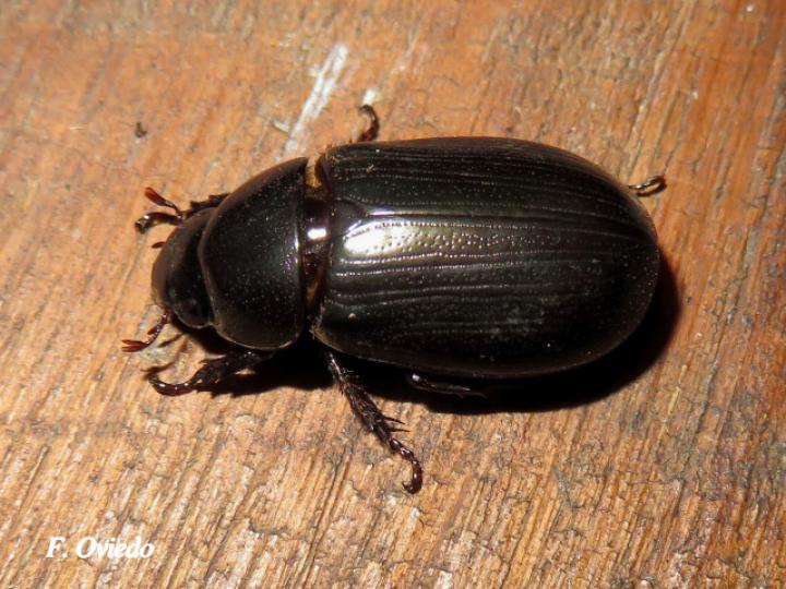 Dyscinetus dubius (Escarabajo de espalda dura)