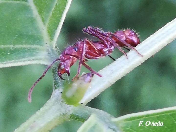 Ectatomma tuberculatum