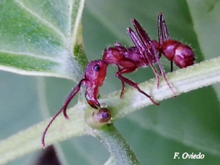 Ectatomma tuberculatum