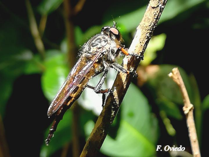 Efferia albibarbis (Mosca asesina)