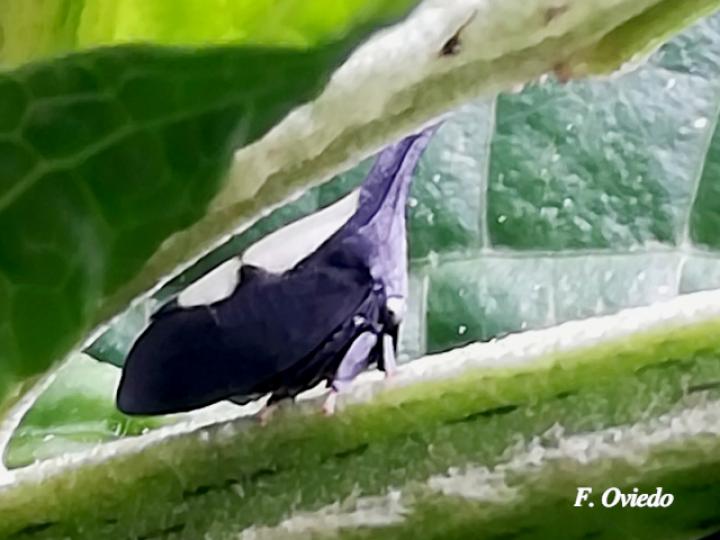 Enchenopa dubia