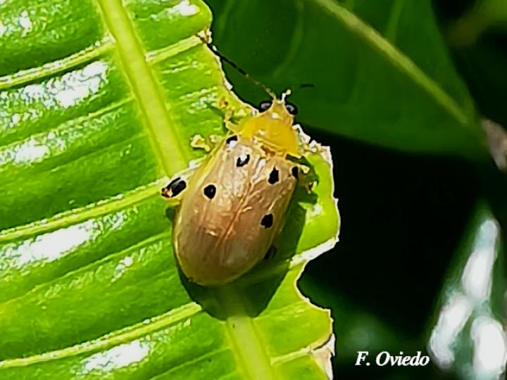 Exora obsoleta