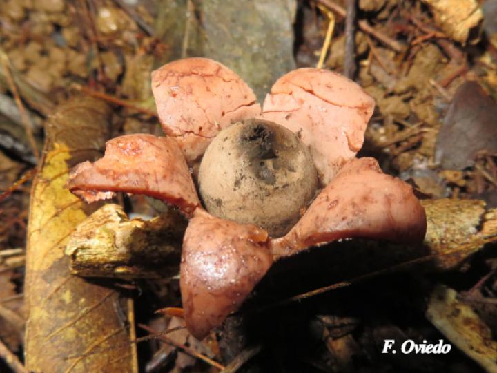 Geastrum saccatum (Estrella de tierra)