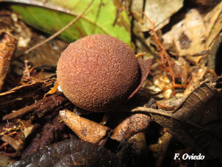 Geastrum saccatum (Estrella de tierra)