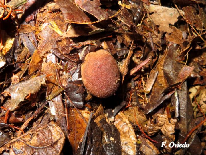 Geastrum saccatum (Estrella de tierra)