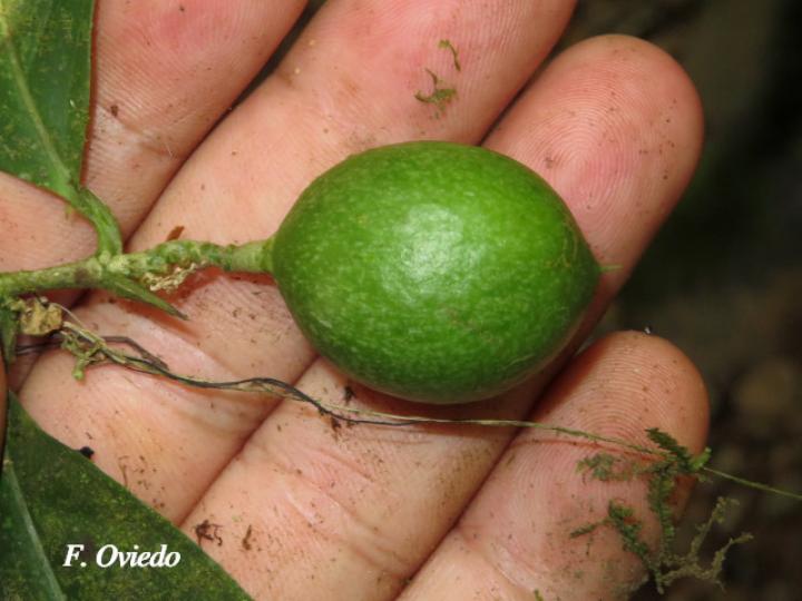Gloeospermum boreale