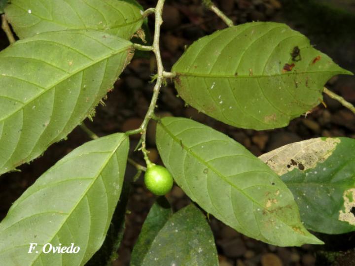 Gloeospermum boreale