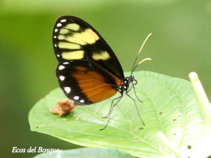Godyris zavaleta (Mariposa de Cristal)