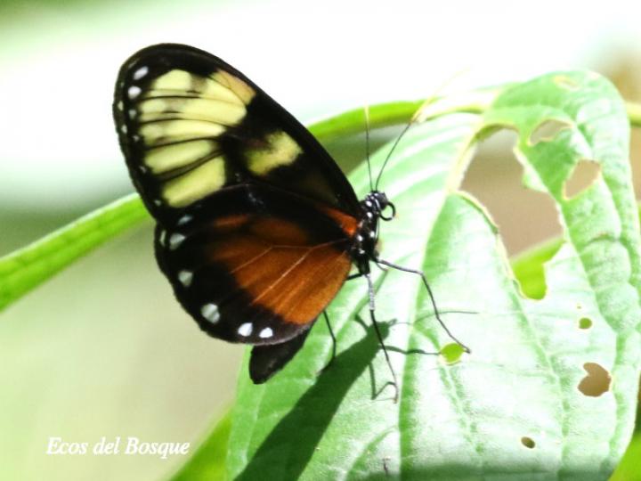 Godyris zavaleta (Mariposa de Cristal)