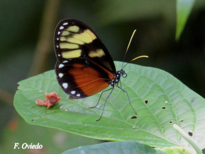 Godyris zavaleta (Mariposa de Cristal)