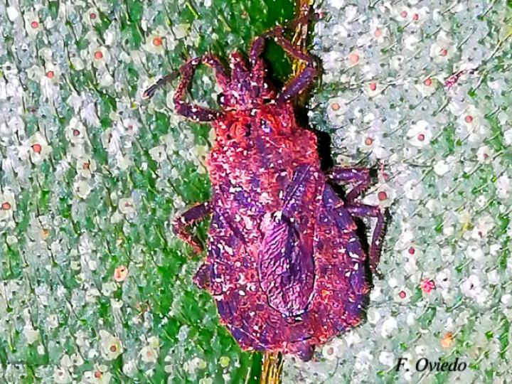 Hesus cordalus (Chinche plana)