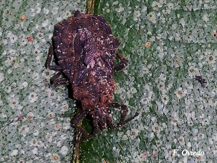 Hesus cordalus (Chinche plana)