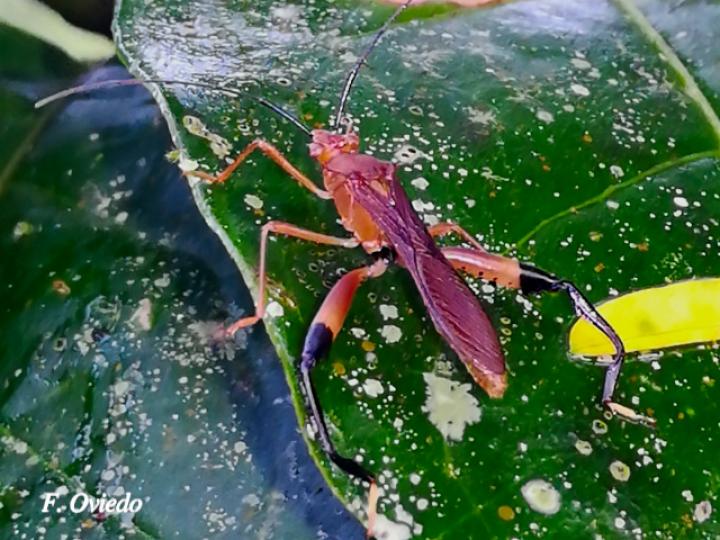 Hyalymenus tarsatus (Insecto texano patas arqueadas)