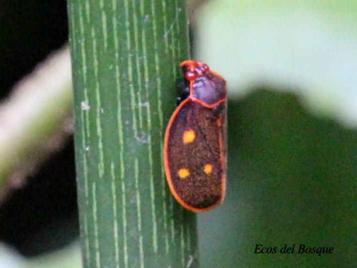 Iphirhina perfecta