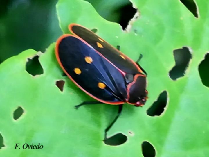 Iphirhina perfecta