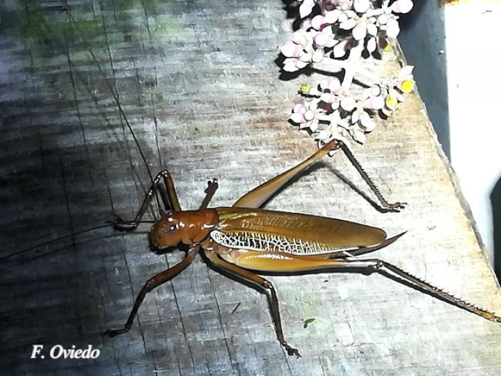 Ischnomela pulchripennis (Saltamontes de ojos azules)