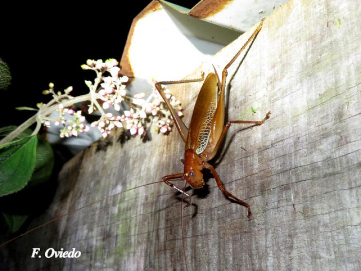 Ischnomela pulchripennis (Saltamontes de ojos azules)