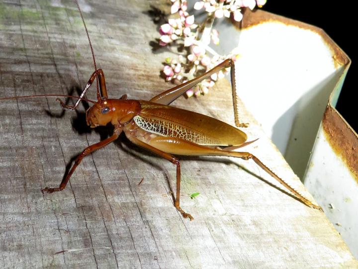 Ischnomela pulchripennis (Saltamontes de ojos azules)