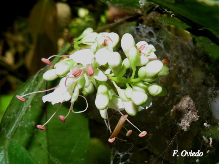 Macrolobium costaricense (Pata de elefante)
